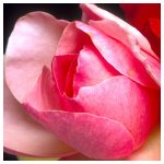 Pink rose