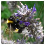 Bumble bee siphoning nectar