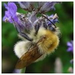 Fluffy bee