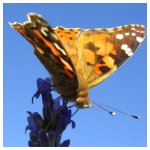 Butterfly perched on a lavender