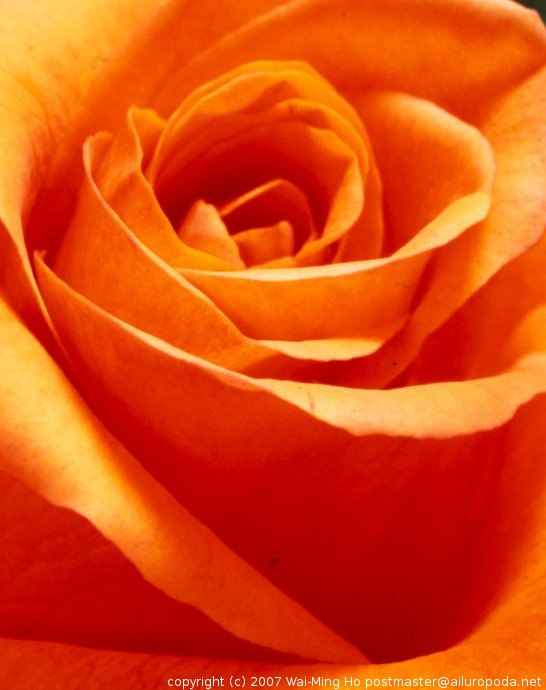 Heart of a rose