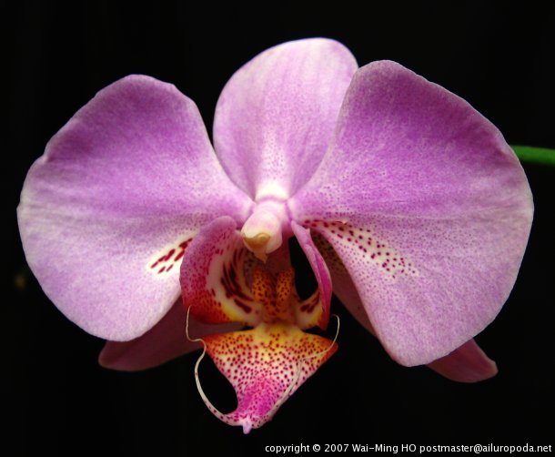 A Phalaenopsis flower