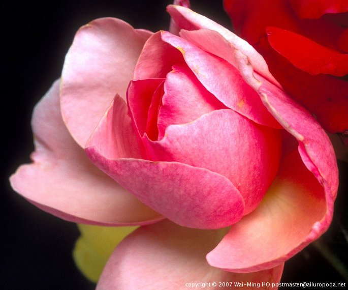 A pink rose
