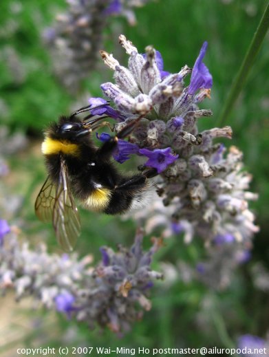 Bumble bee at work