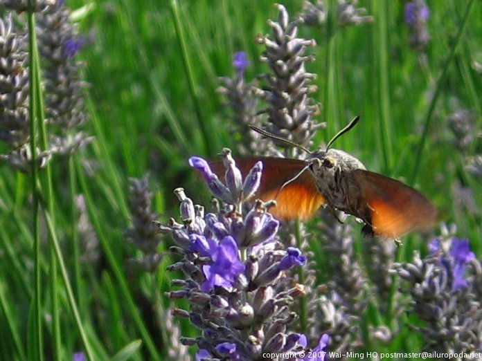 Hummingbird hawk moth harvesting lavender