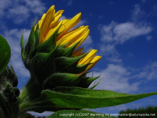 Sunflower looking up